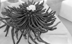 Фотограф Панайот Бърнев, Милена Николова